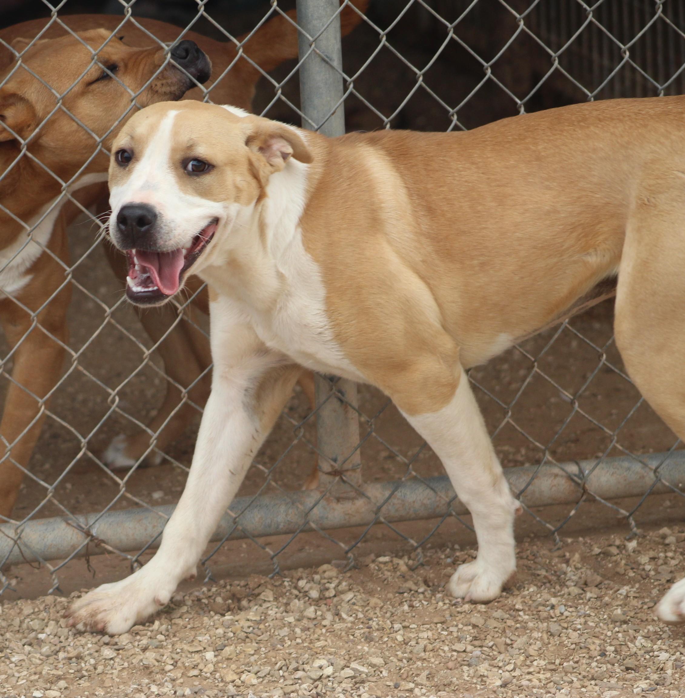 Enlarge Holly, a ADOPTABLE mixed breed in Post, TX image 3/6