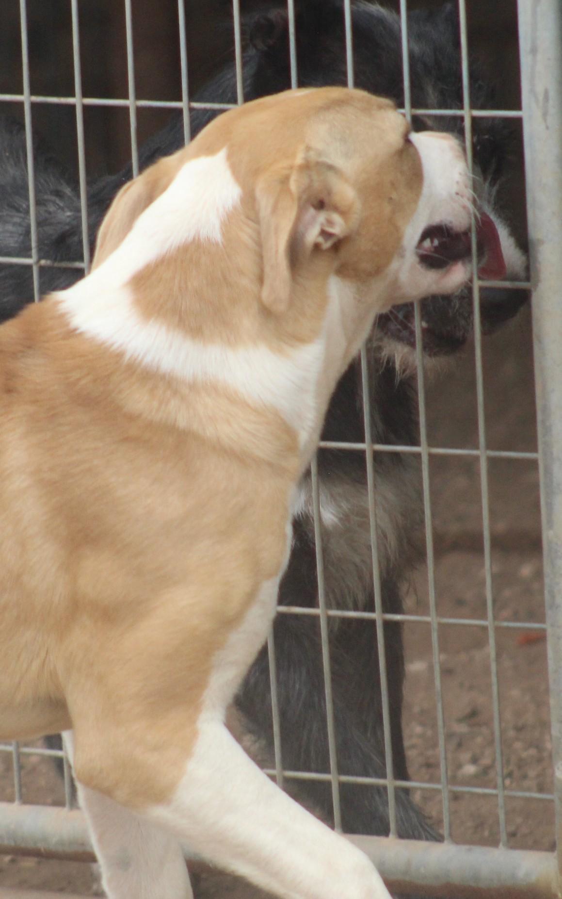 Enlarge Holly, a ADOPTABLE mixed breed in Post, TX image 6/6