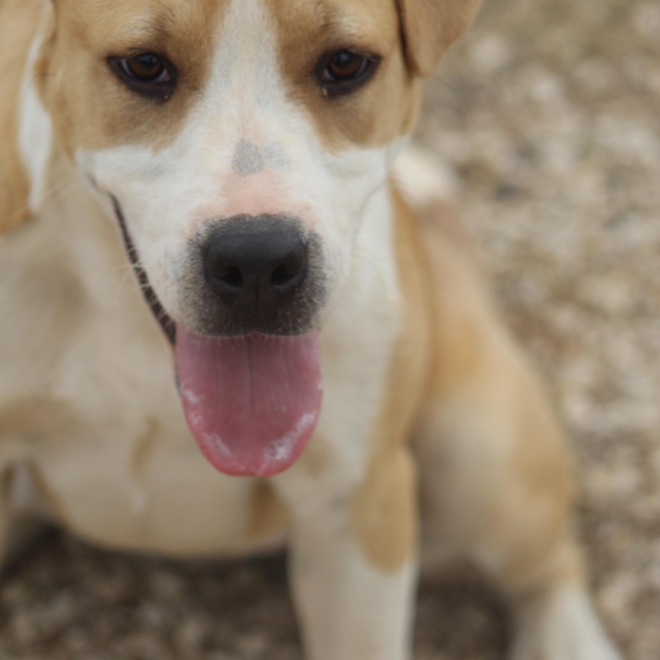 Enlarge Holly, a ADOPTABLE mixed breed in Post, TX image 2/6