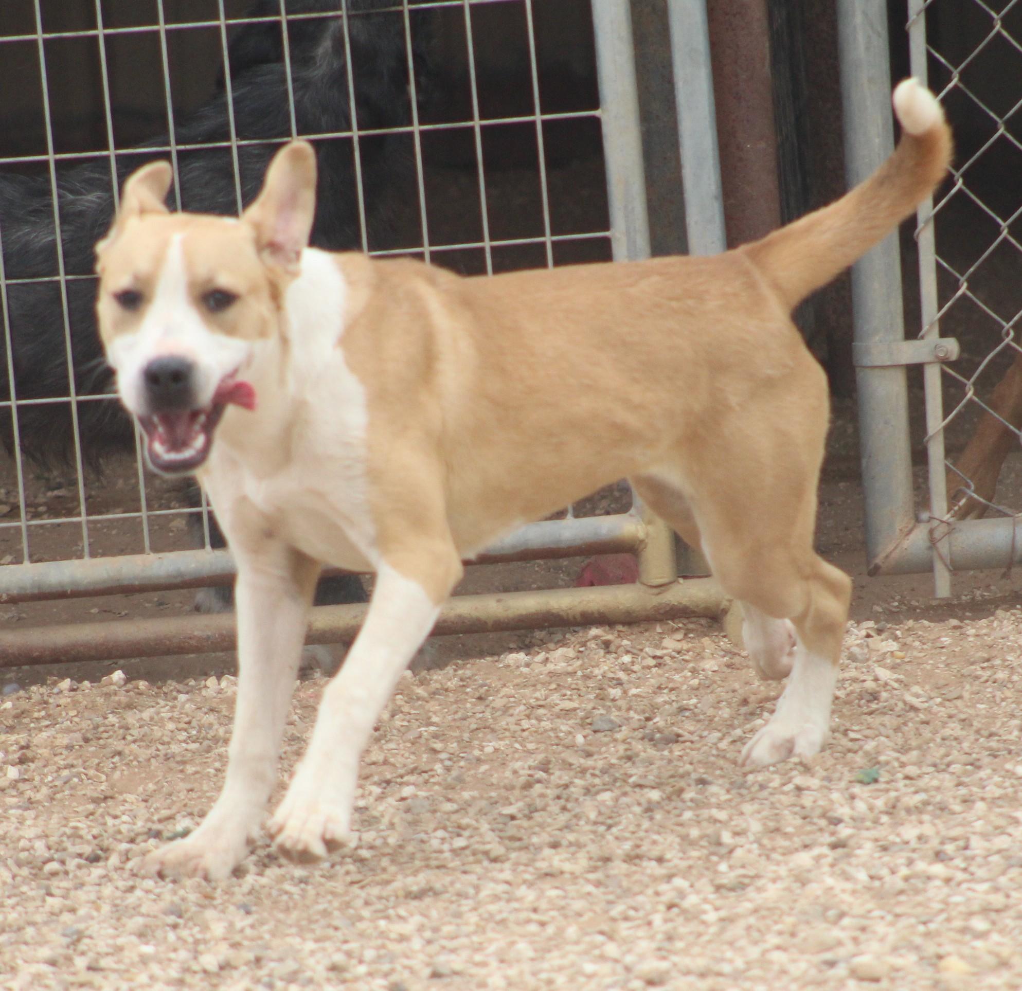 Enlarge Holly, a ADOPTABLE mixed breed in Post, TX image 1/6