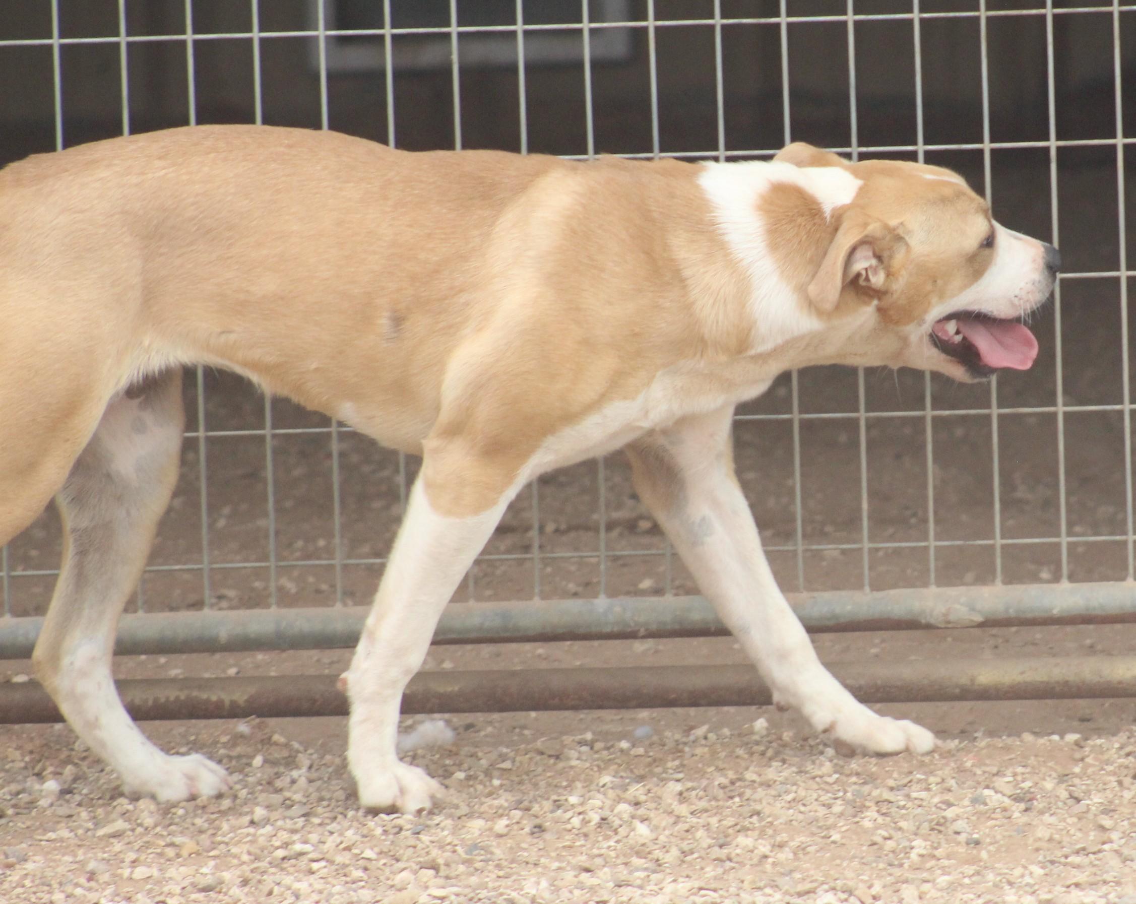 Enlarge Holly, a ADOPTABLE mixed breed in Post, TX image 4/6