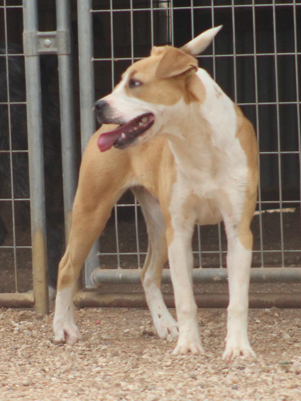 Enlarge Holly, a ADOPTABLE mixed breed in Post, TX image 5/6