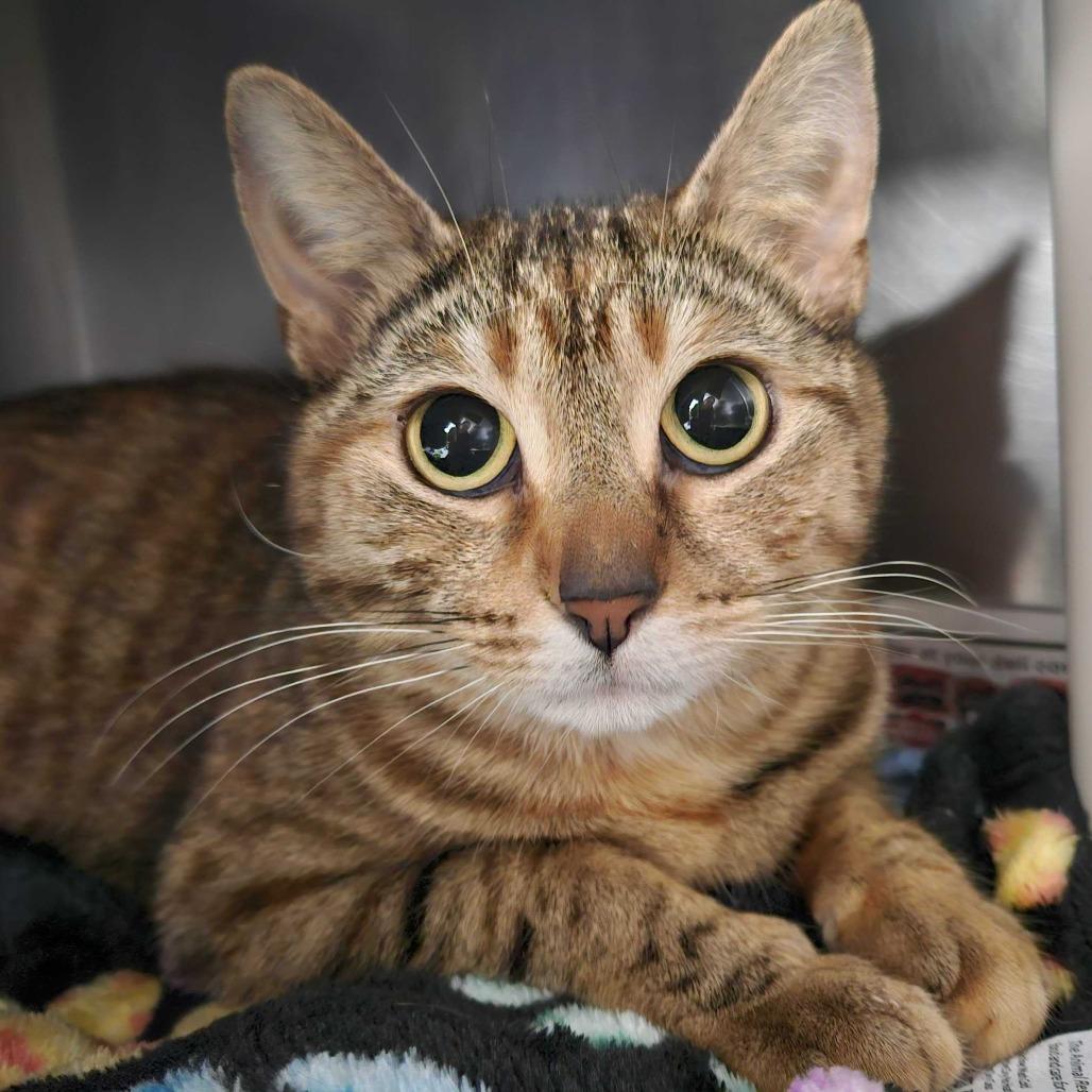 Enlarge Haila, a Adoptable Domestic Short Hair in Dover, NH image 1/6