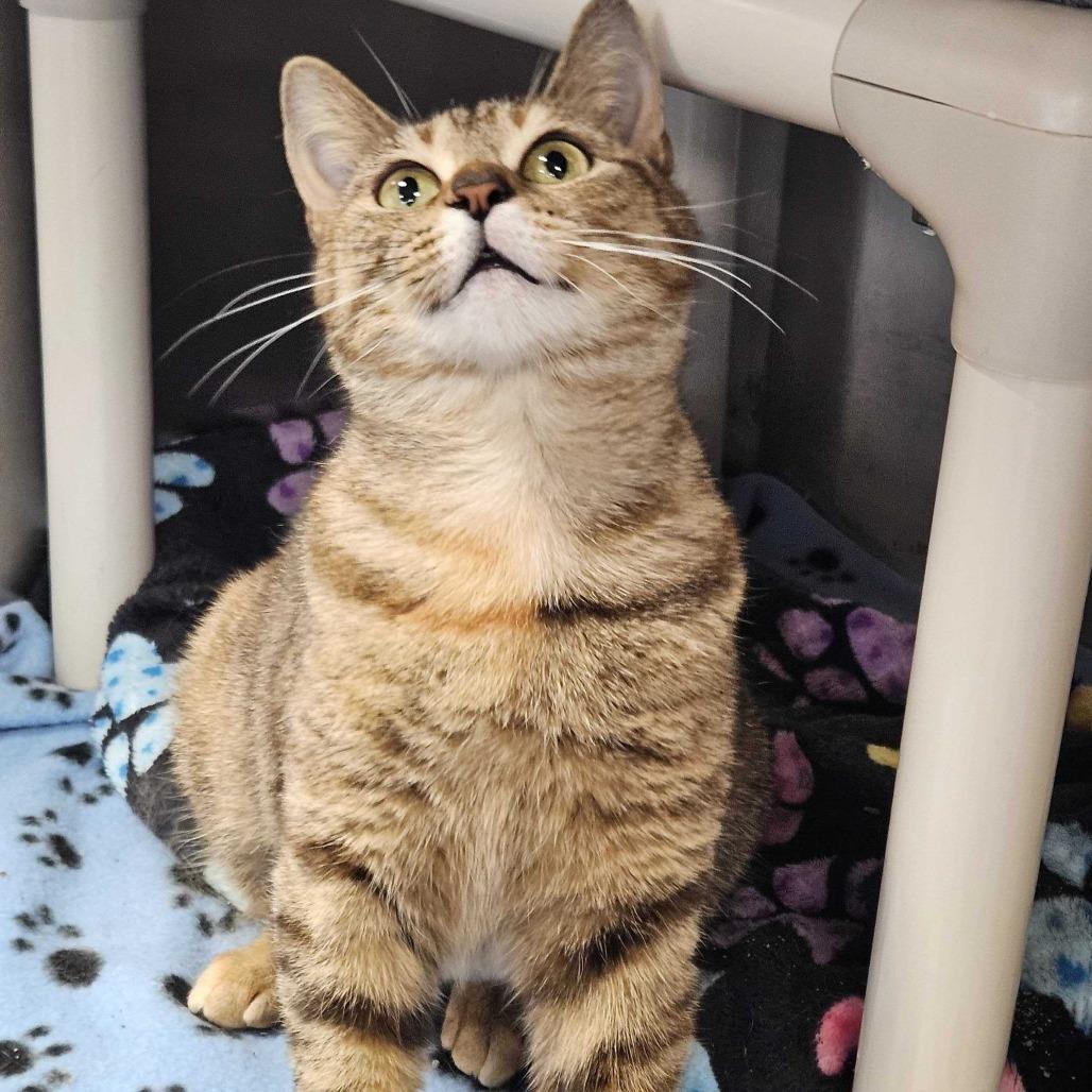 Enlarge Haila, a Adoptable Domestic Short Hair in Dover, NH image 2/6