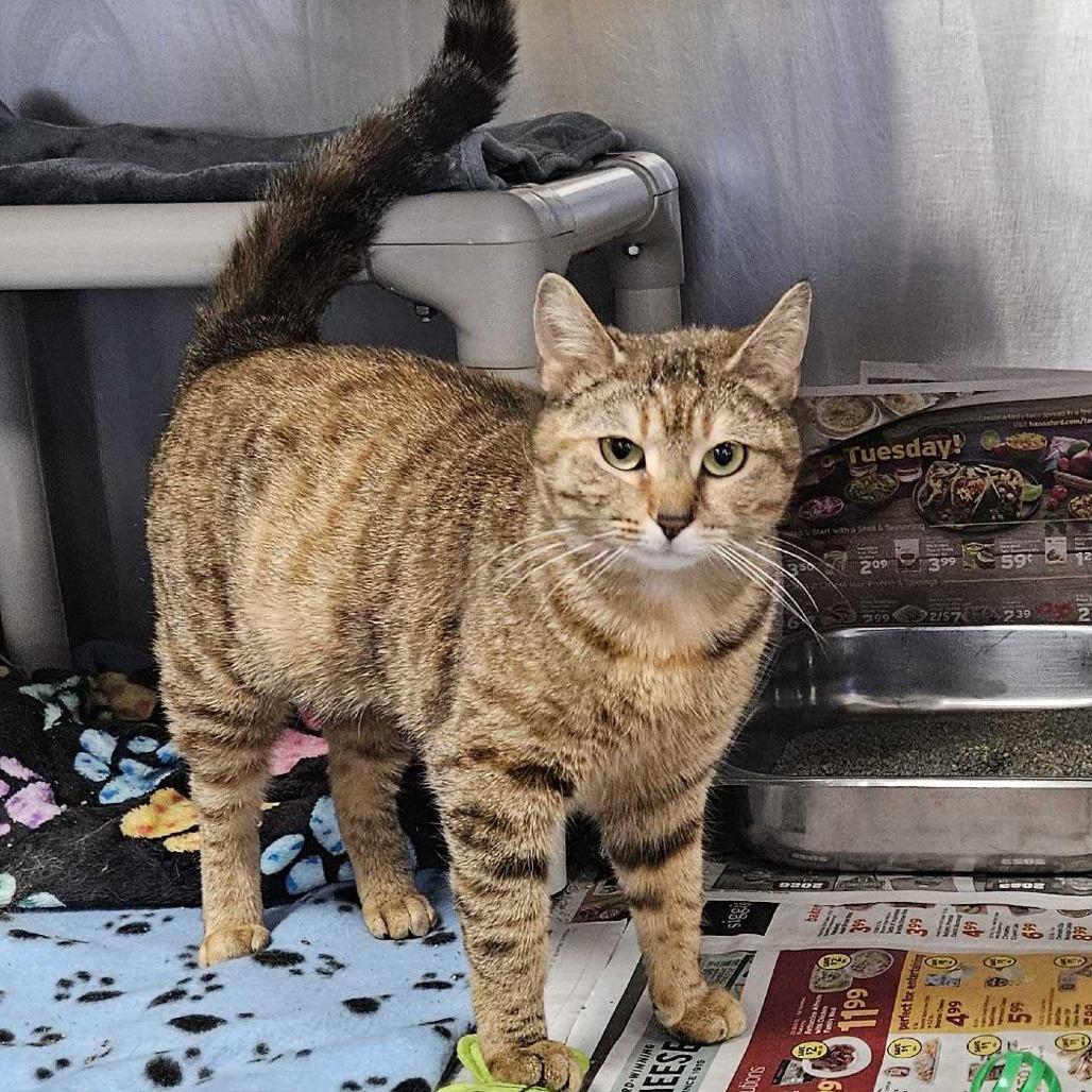 Enlarge Haila, a Adoptable Domestic Short Hair in Dover, NH image 3/6