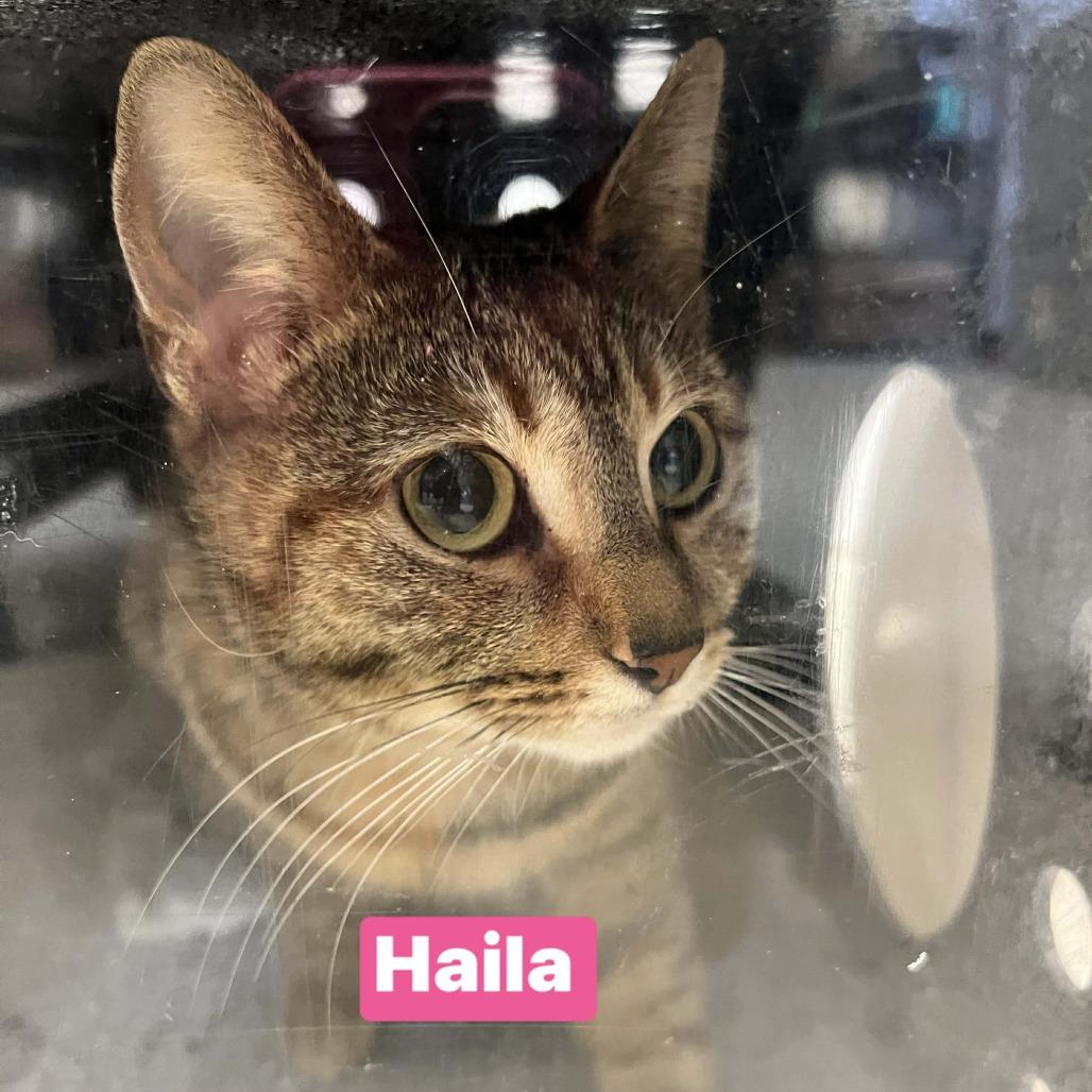 Enlarge Haila, a Adoptable Domestic Short Hair in Dover, NH image 4/6