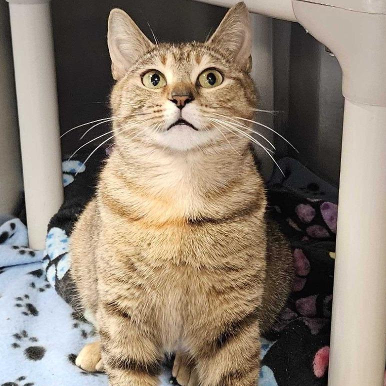 Enlarge Haila, a Adoptable Domestic Short Hair in Dover, NH image 5/6