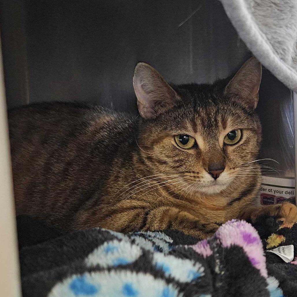 Enlarge Haila, a Adoptable Domestic Short Hair in Dover, NH image 6/6