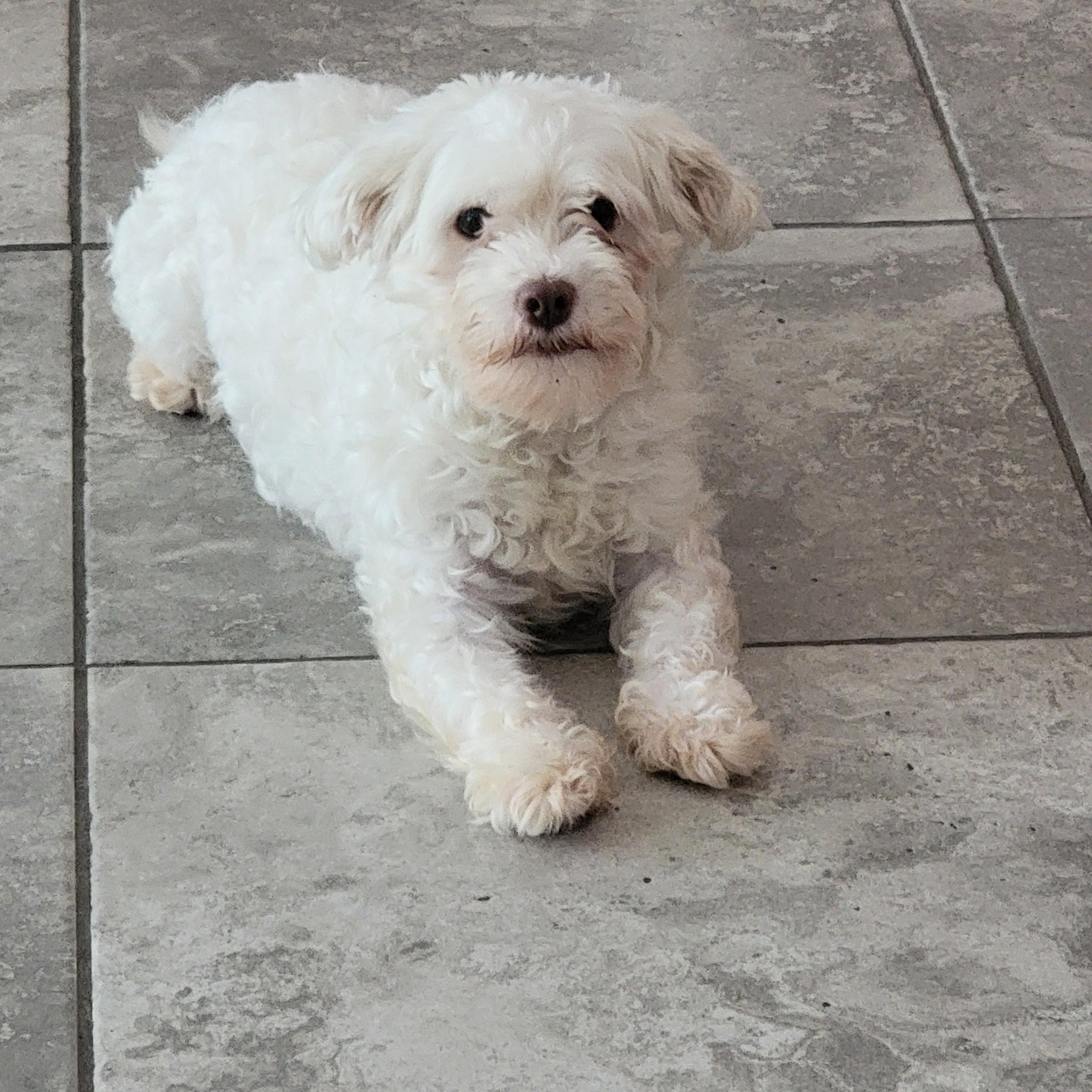 Genesis, an adoptable Havanese in Bradenton, FL, 34208 | Photo Image 5