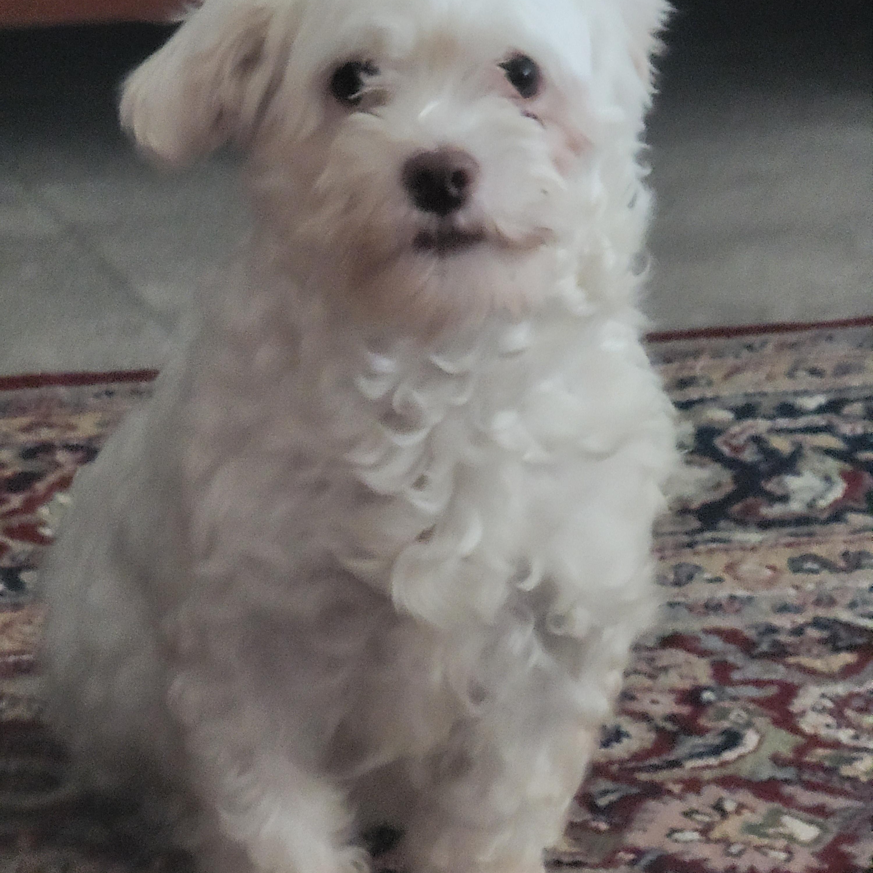 Genesis, an adoptable Havanese in Bradenton, FL, 34208 | Photo Image 3