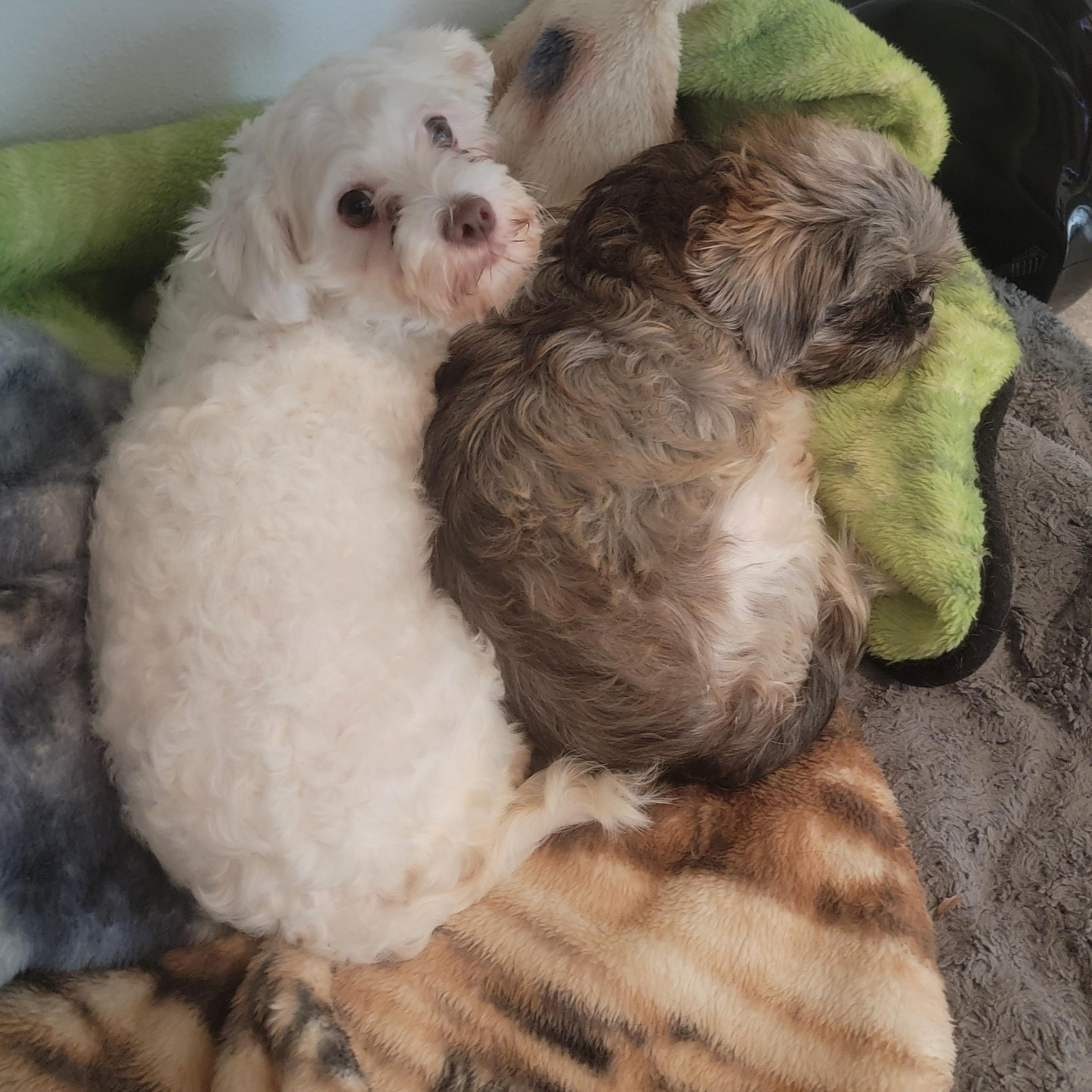 Genesis, an adoptable Havanese in Bradenton, FL, 34208 | Photo Image 4