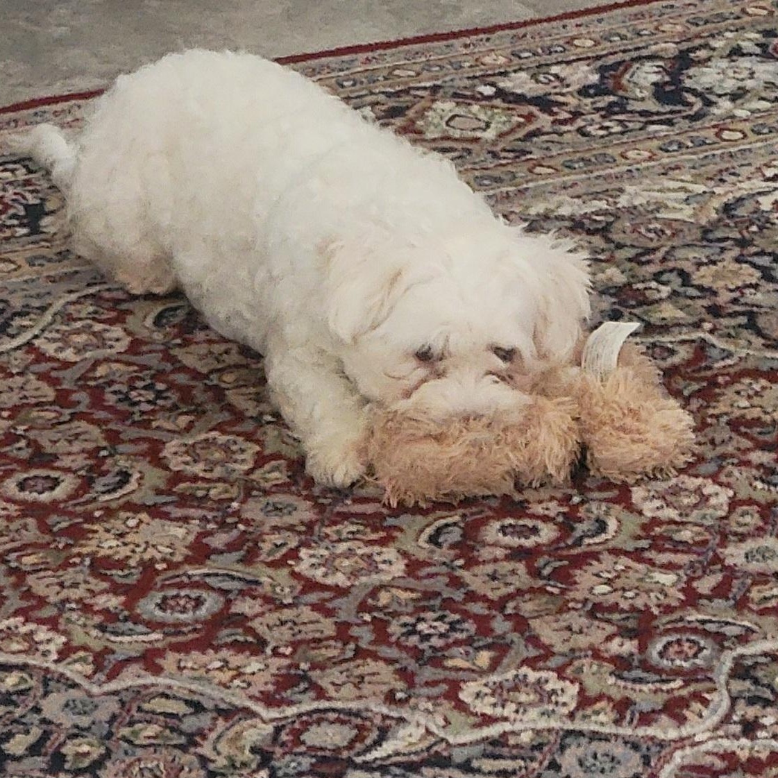 Genesis, an adoptable Havanese in Bradenton, FL, 34208 | Photo Image 2