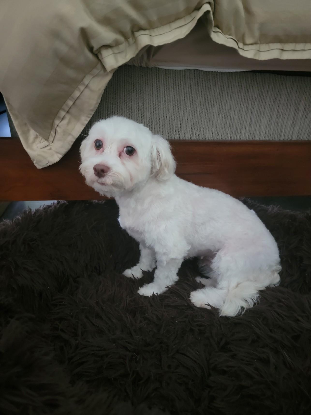 Genesis, an adoptable Havanese in Bradenton, FL, 34208 | Photo Image 1