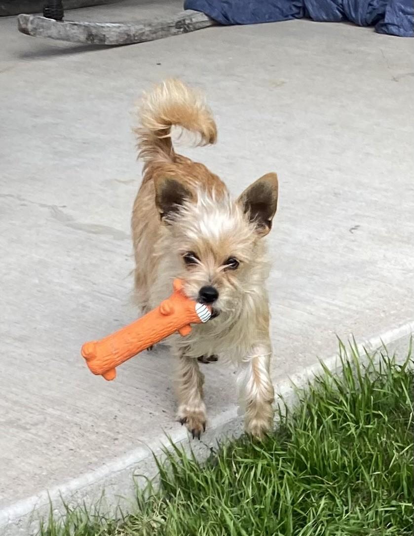 Enlarge POM POM, a ADOPTABLE mixed breed in fort worth, TX image 3/6