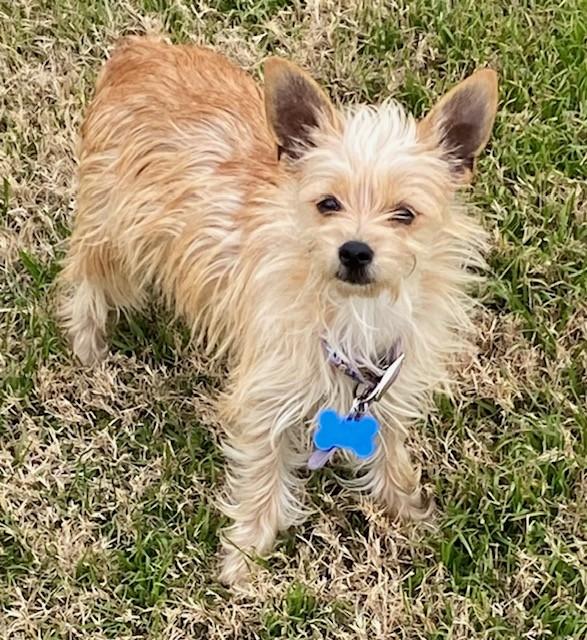 Enlarge POM POM, a ADOPTABLE mixed breed in fort worth, TX image 4/6