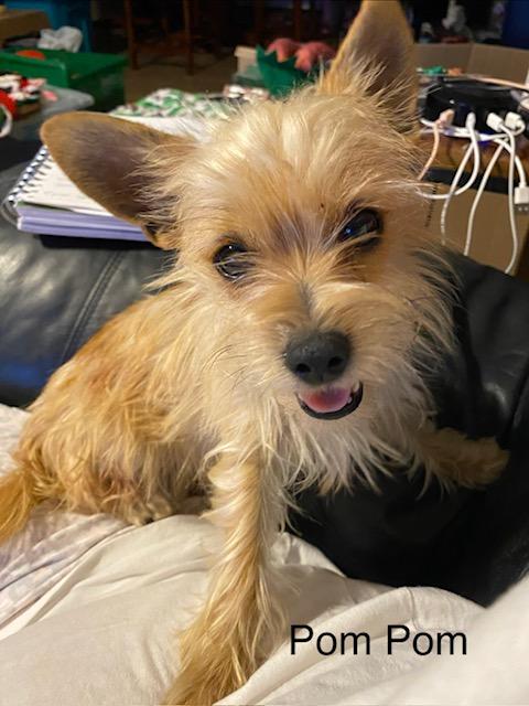 Enlarge POM POM, a ADOPTABLE mixed breed in fort worth, TX image 2/6