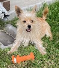 Enlarge POM POM, a ADOPTABLE mixed breed in fort worth, TX image 6/6