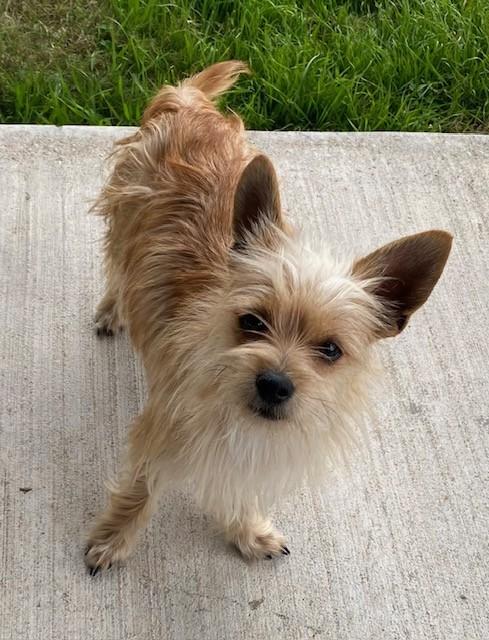 Enlarge POM POM, a ADOPTABLE mixed breed in fort worth, TX image 1/6