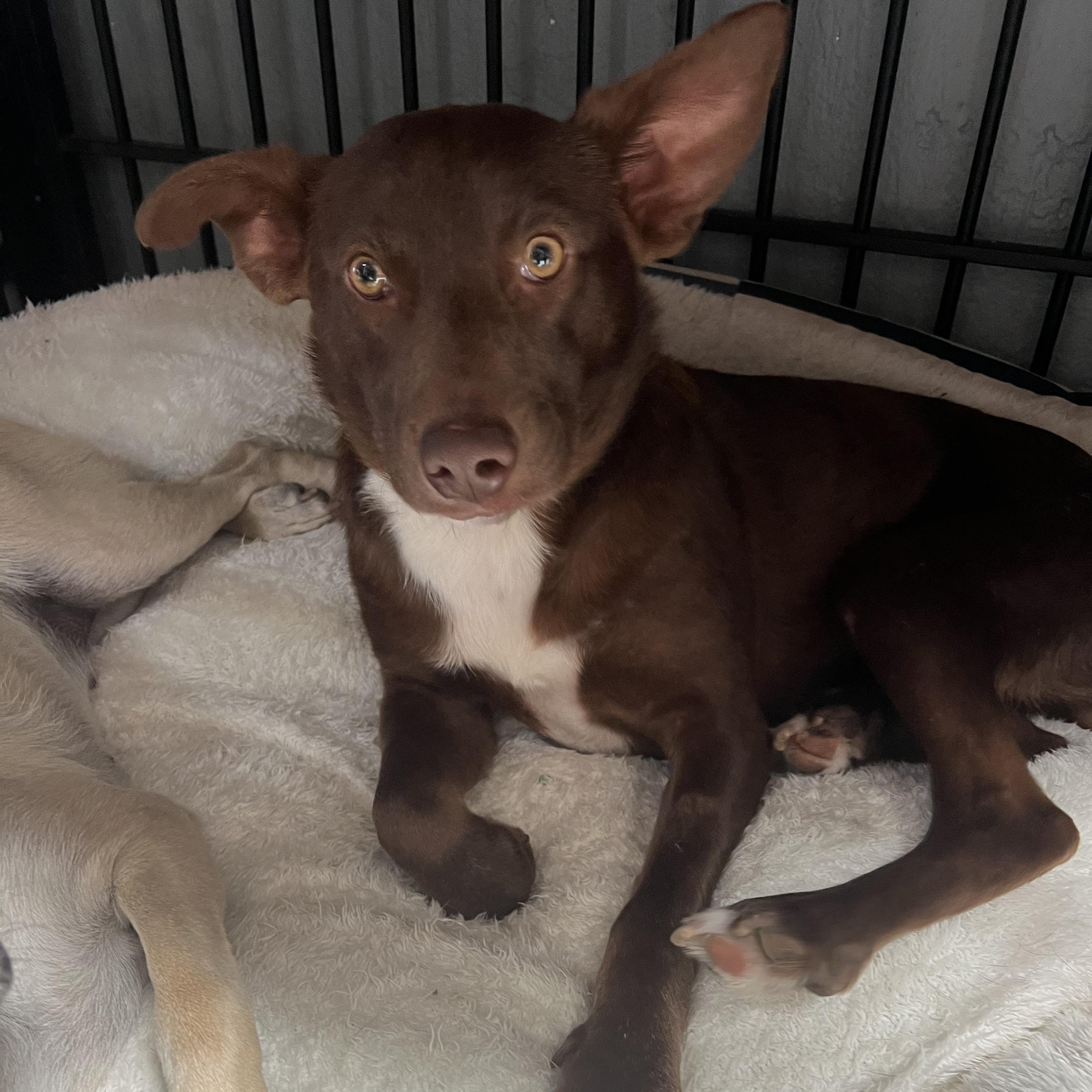Sarah, Adoptable, Adult Female Chocolate Labrador Retriever & Australian Terrier.