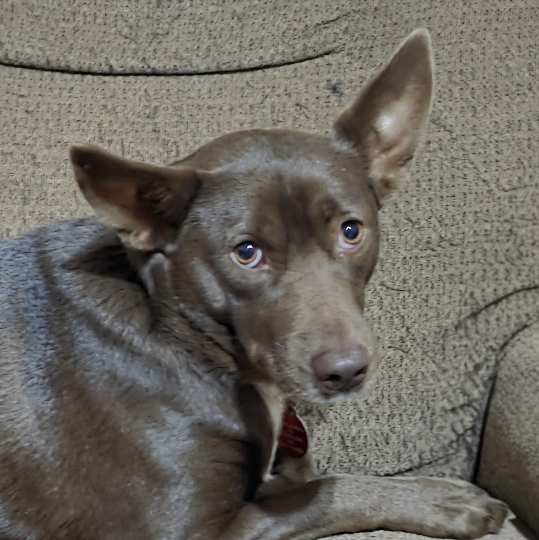 Enlarge Sarah, a Adoptable mixed breed in Clifton, NJ image 2/4