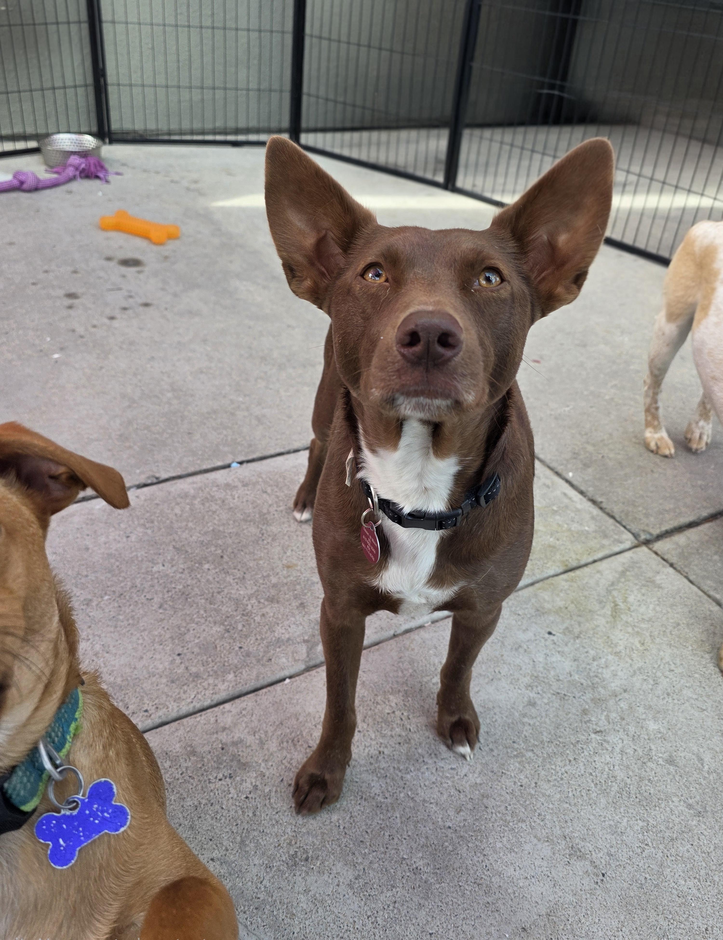 Enlarge Sarah, a Adoptable mixed breed in Clifton, NJ image 3/4