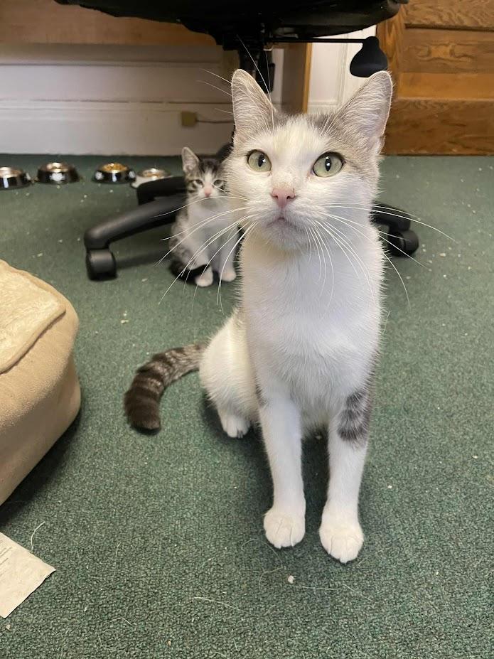 Butterscotch, a Adoptable Domestic Short Hair in Penfield, NY image 1/3