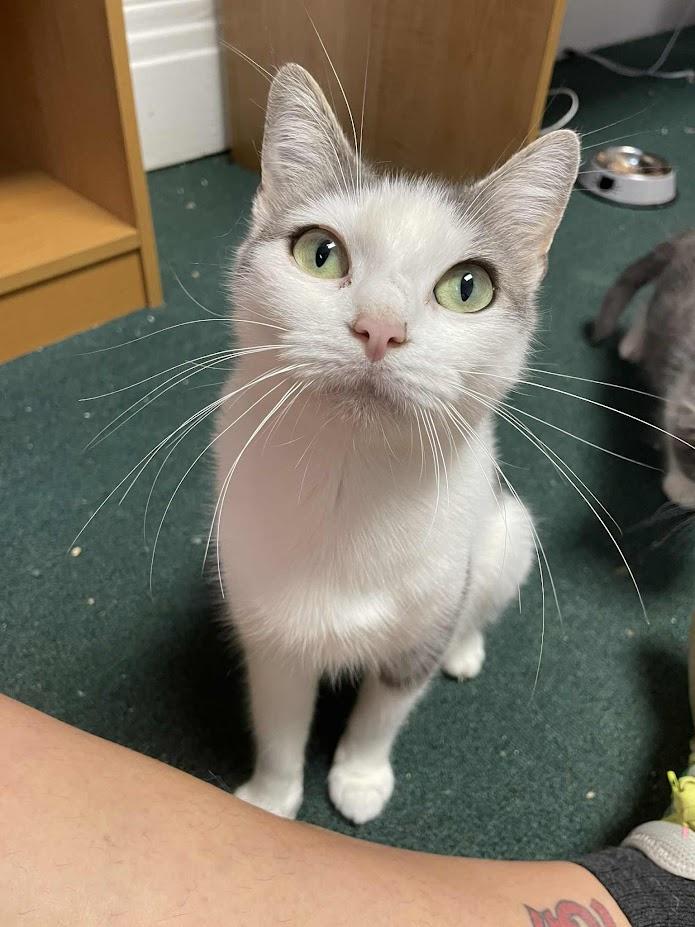 Butterscotch, a Adoptable Domestic Short Hair in Penfield, NY image 3/3