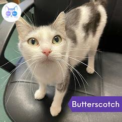 Butterscotch, a Adoptable Domestic Short Hair in Penfield, NY image 2/3