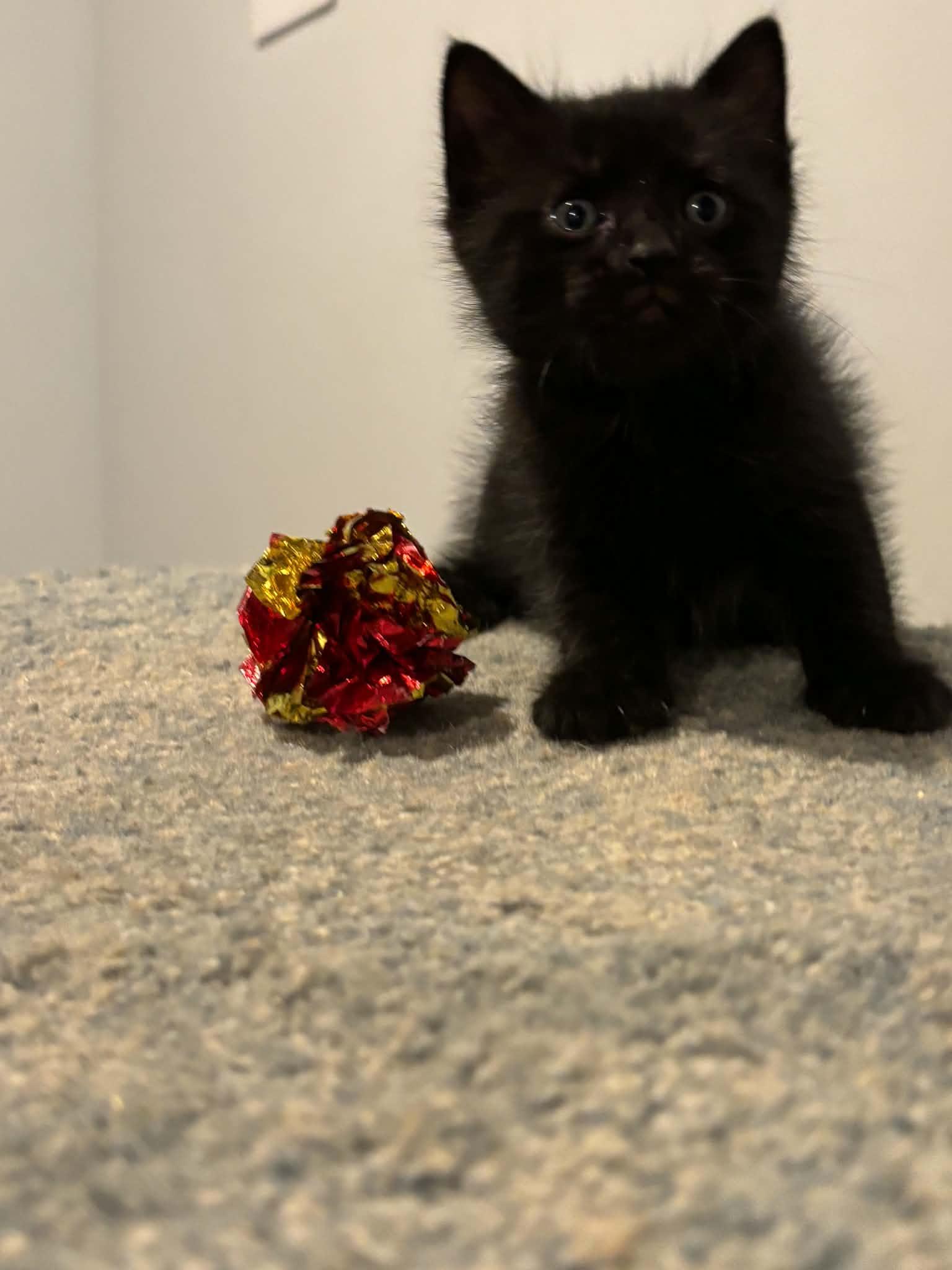 Thunder, Adoptable, Kitten Male Domestic Short Hair.
