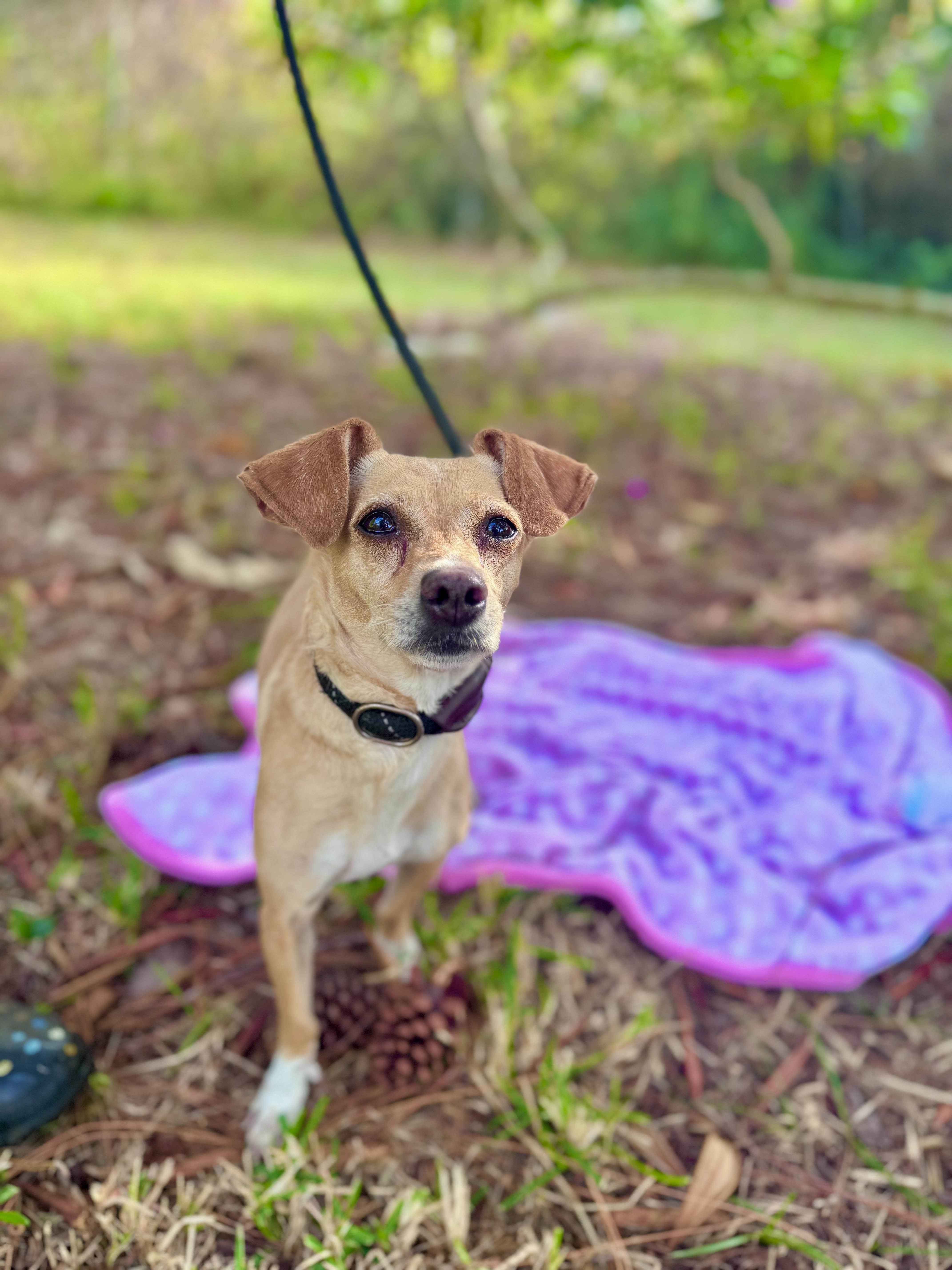 Enlarge Genesis, an adopted mixed breed in Sebring, FL image 2/3
