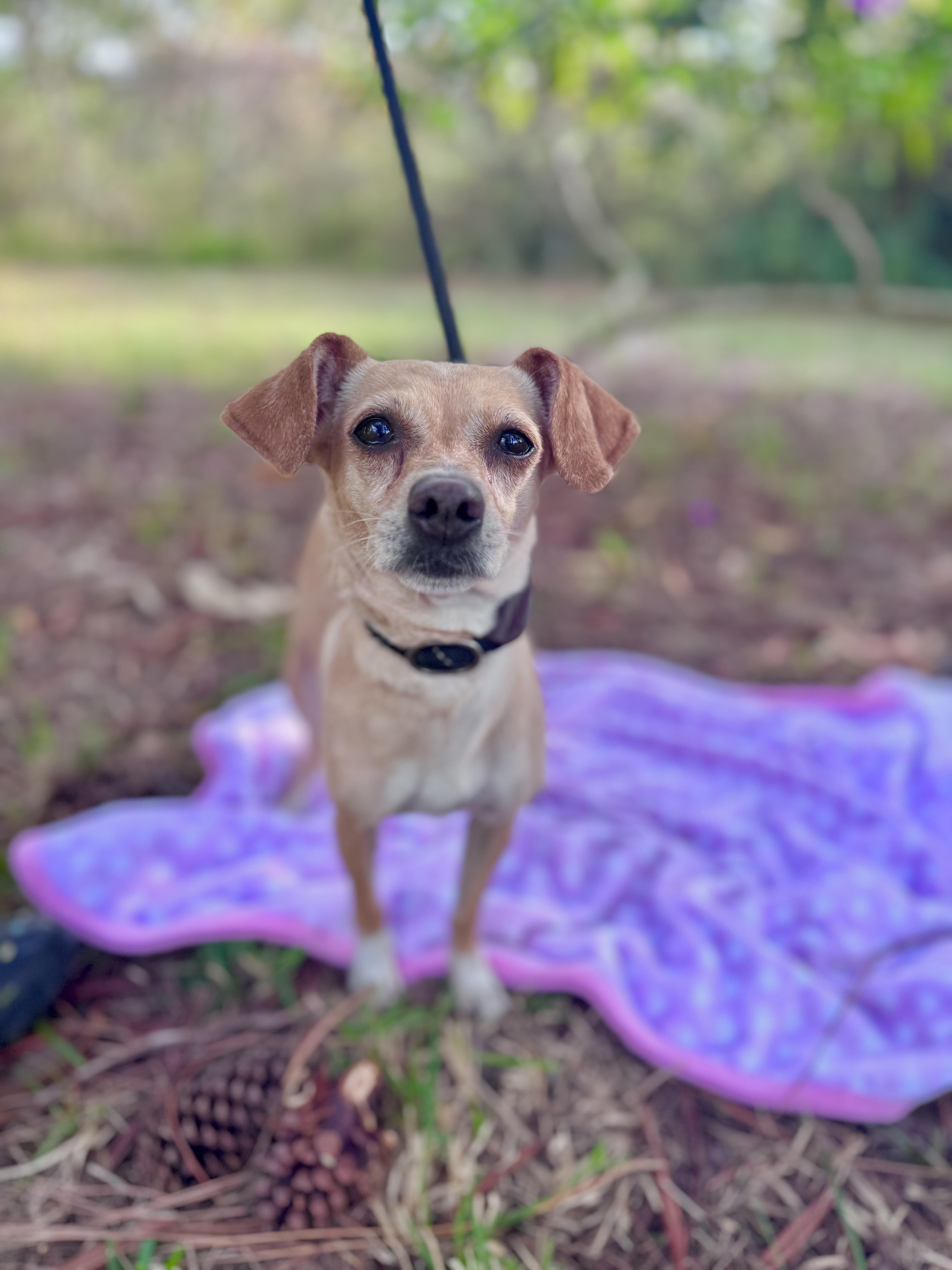 Enlarge Genesis, an adopted mixed breed in Sebring, FL image 3/3