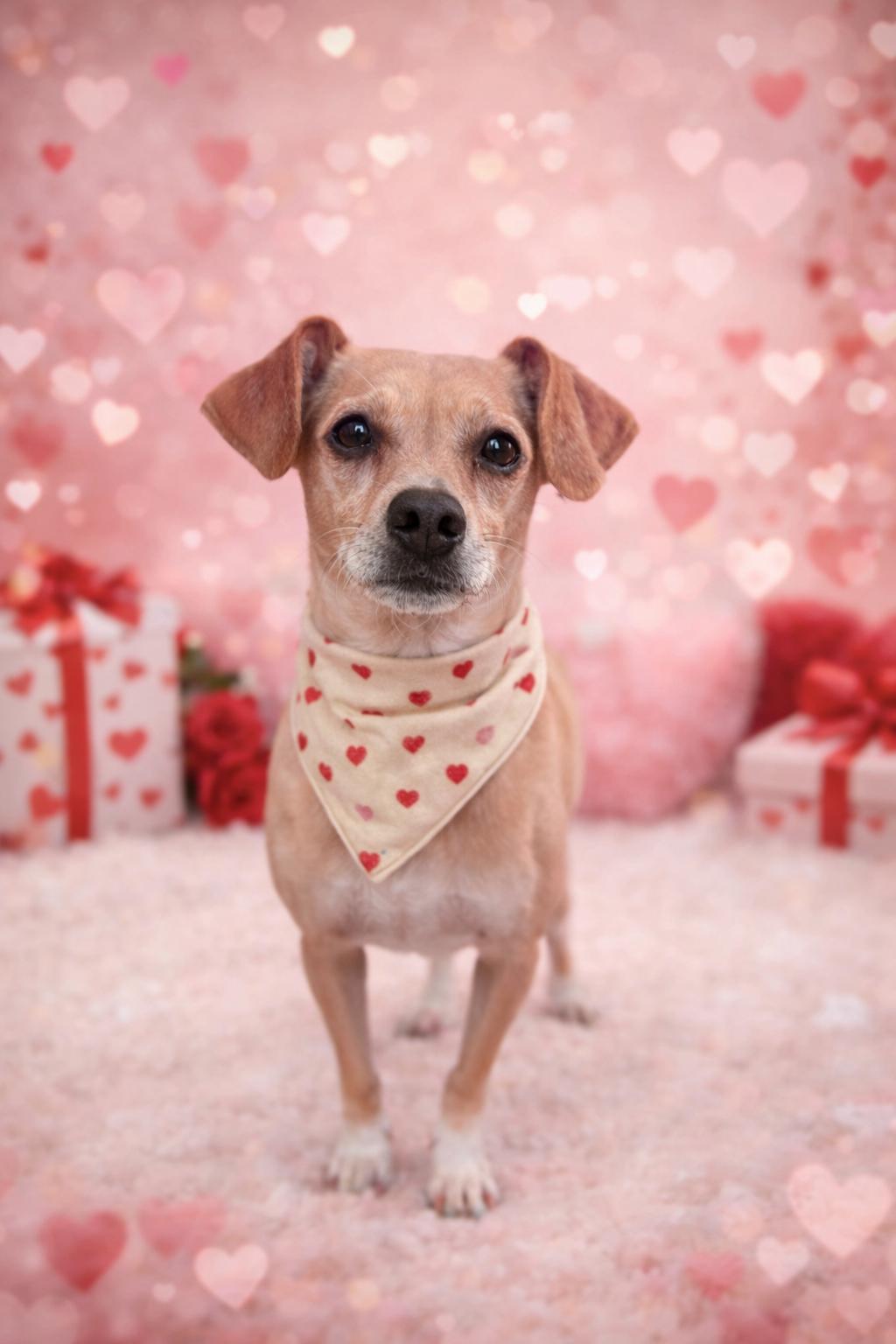 Enlarge Genesis, an adopted mixed breed in Sebring, FL image 1/3