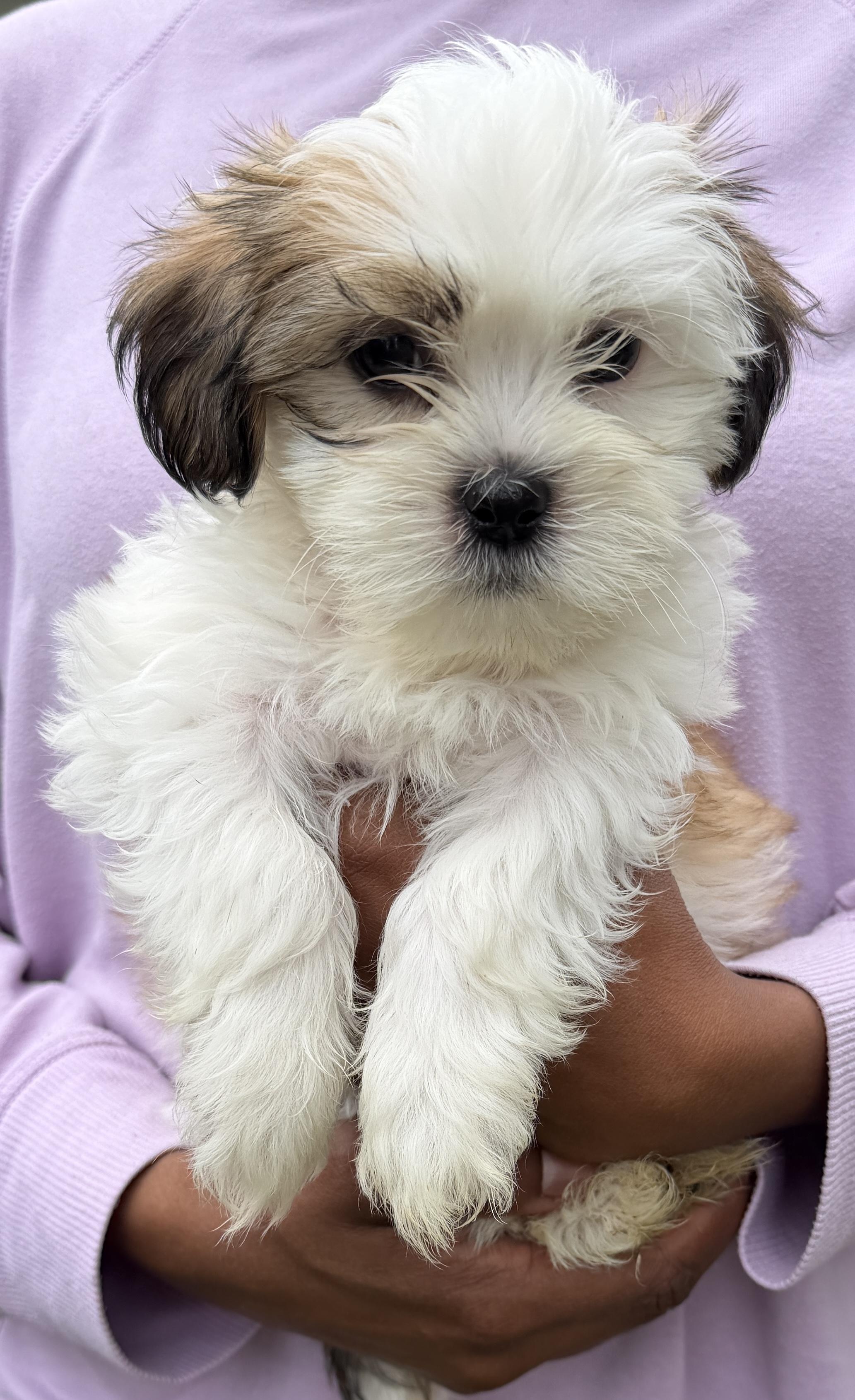 Ravioli, Adoptable, Puppy Male Shih Tzu.