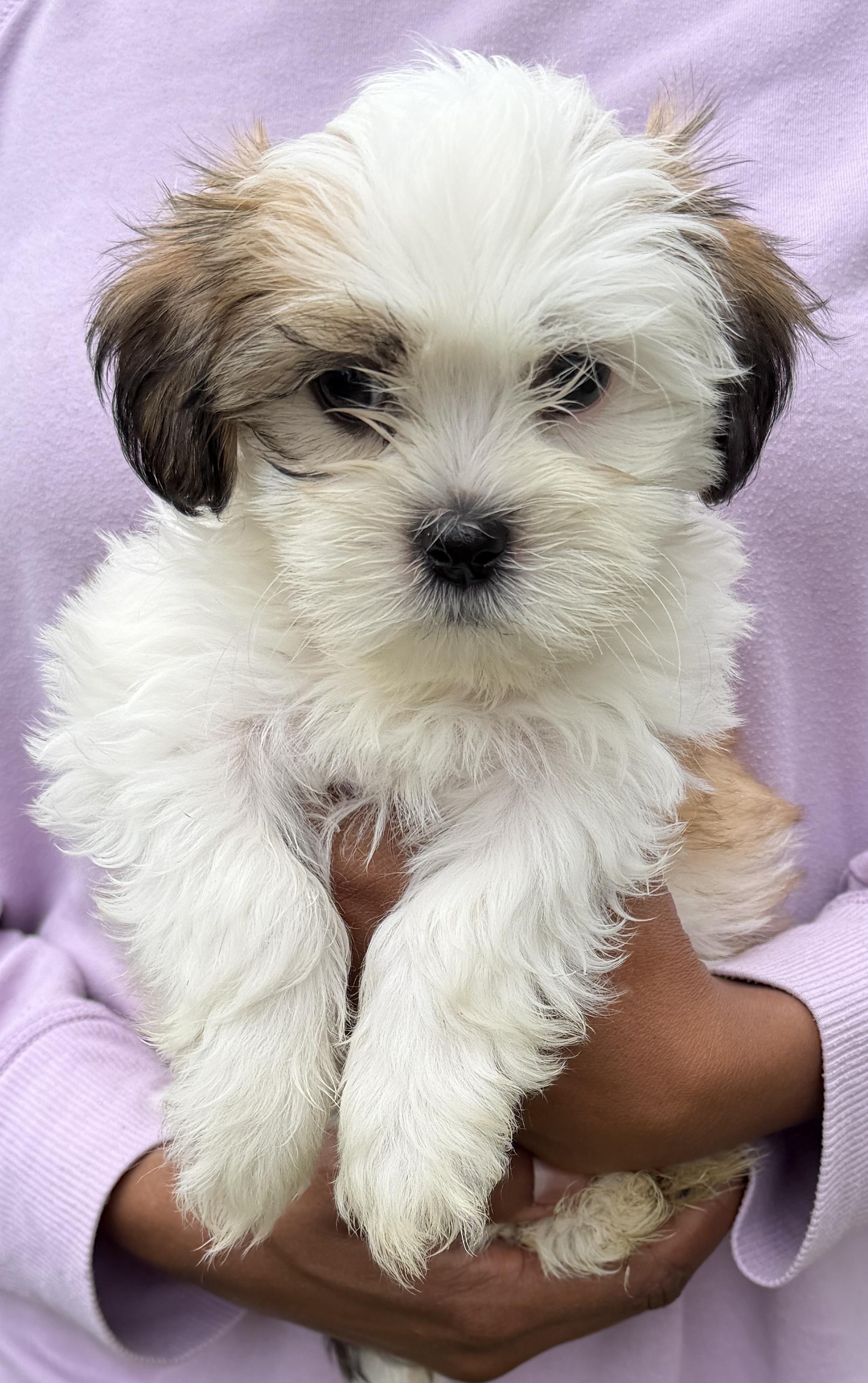 Enlarge Ravioli, a Adoptable Shih Tzu in Beaverton, OR image 2/2
