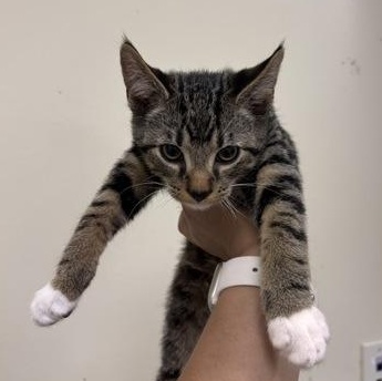 Vermillion , adopted, Kitten Female Tabby.