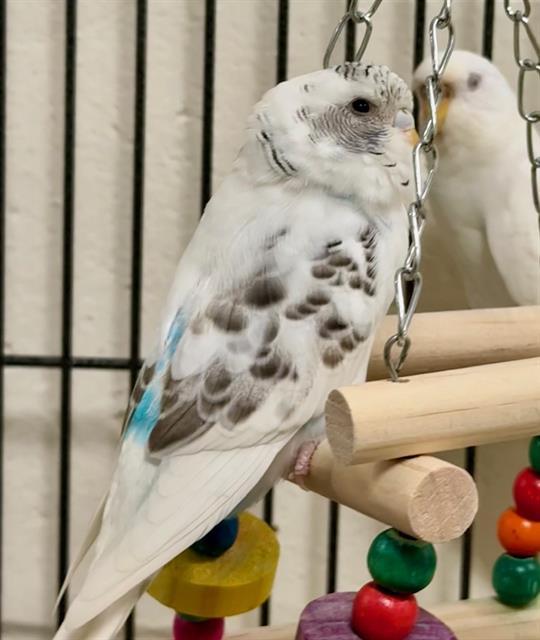 Enlarge TWEETY, a Adoptable Parakeet (Other) in Boston, MA image 1/1