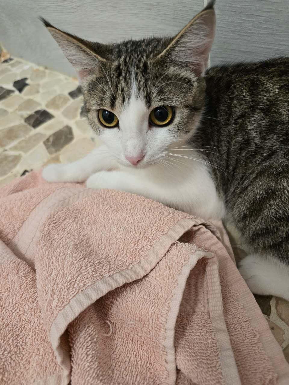 Happy, a ADOPTABLE Domestic Short Hair in Van Nuys, CA image 2/4