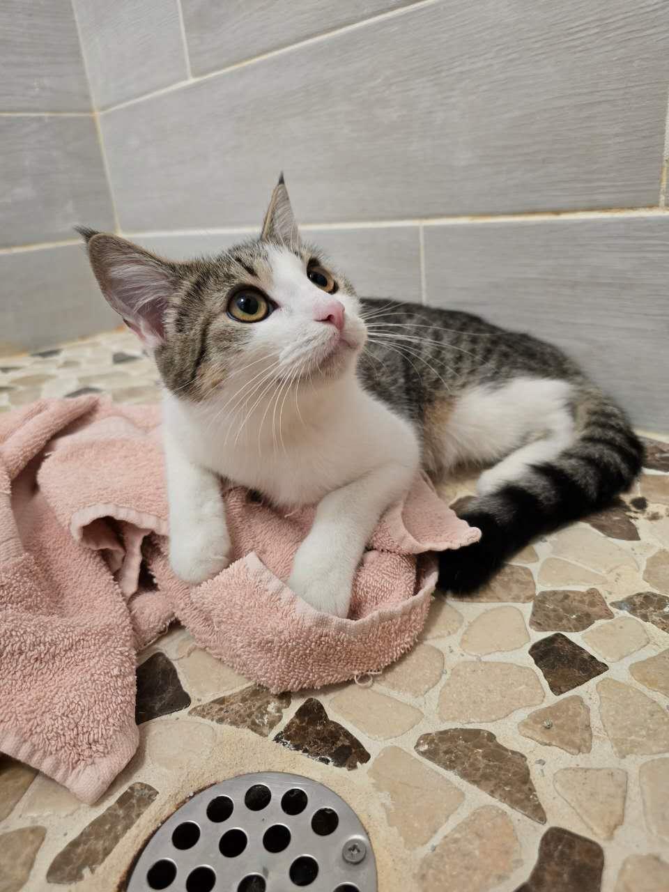 Happy, a ADOPTABLE Domestic Short Hair in Van Nuys, CA image 3/4