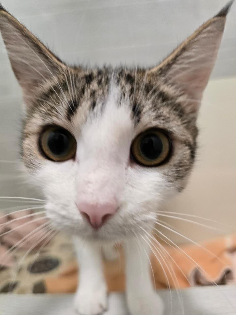 Happy, ADOPTABLE, Young Female Domestic Short Hair.