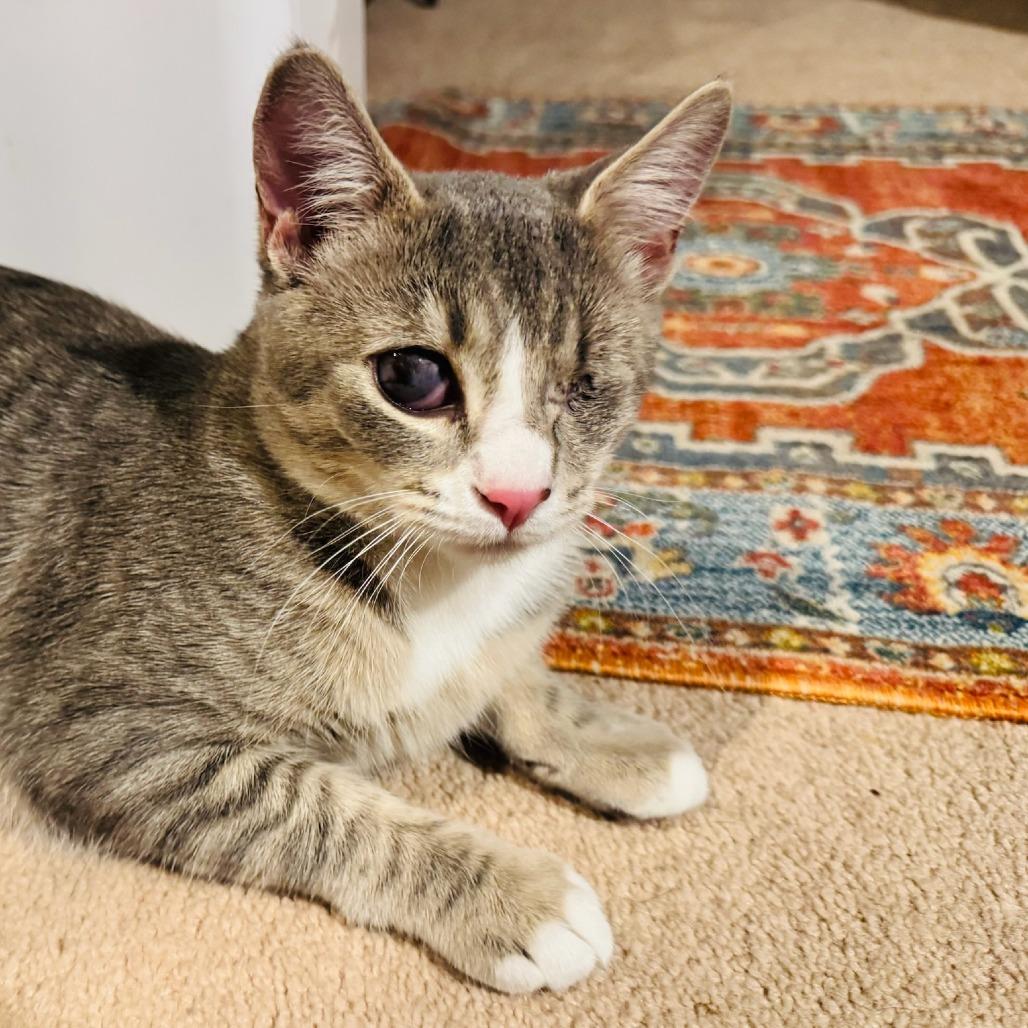 Enlarge Gracie Mae (Odin), a Adoptable Domestic Short Hair in Winchester, VA image 1/6