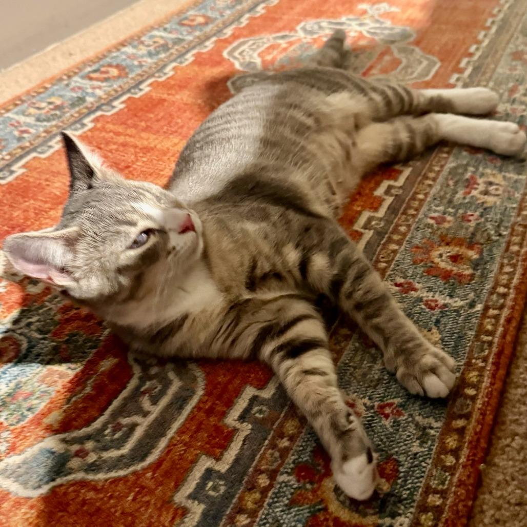 Enlarge Gracie Mae (Odin), a Adoptable Domestic Short Hair in Winchester, VA image 2/6