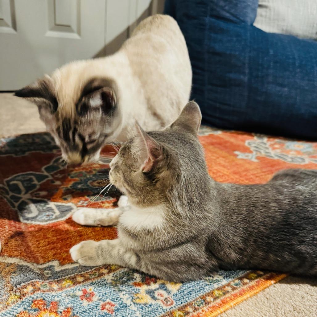 Enlarge Gracie Mae (Odin), a Adoptable Domestic Short Hair in Winchester, VA image 3/6