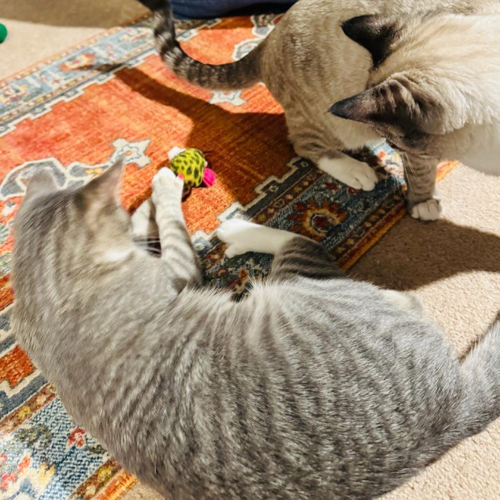 Enlarge Gracie Mae (Odin), a Adoptable Domestic Short Hair in Winchester, VA image 4/6