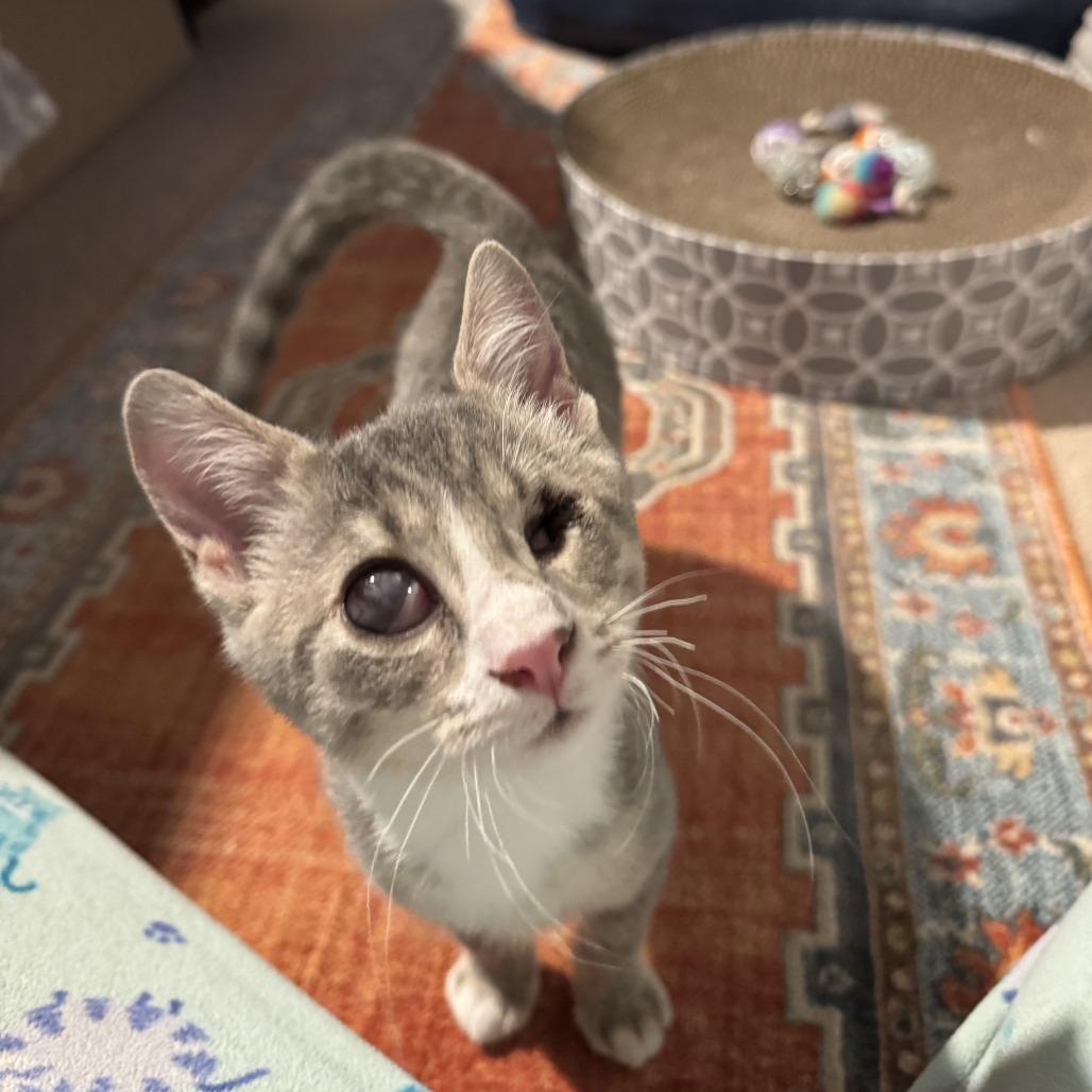 Enlarge Gracie Mae (Odin), a Adoptable Domestic Short Hair in Winchester, VA image 5/6