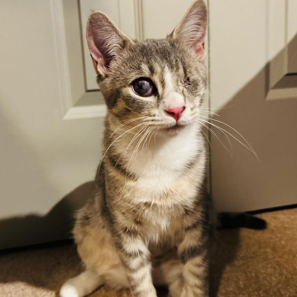 Enlarge Gracie Mae (Odin), a Adoptable Domestic Short Hair in Winchester, VA image 6/6