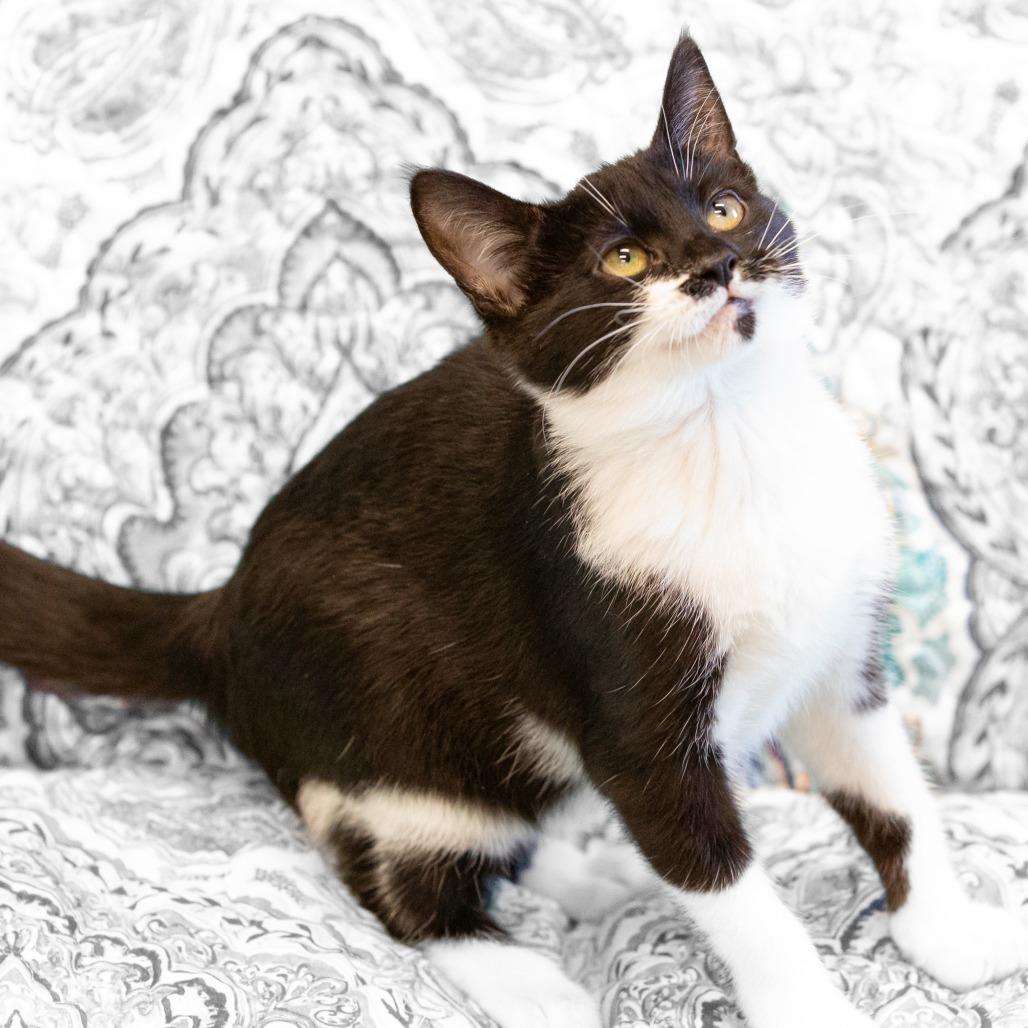 Kitana, Adoptable, Kitten Female Domestic Short Hair.