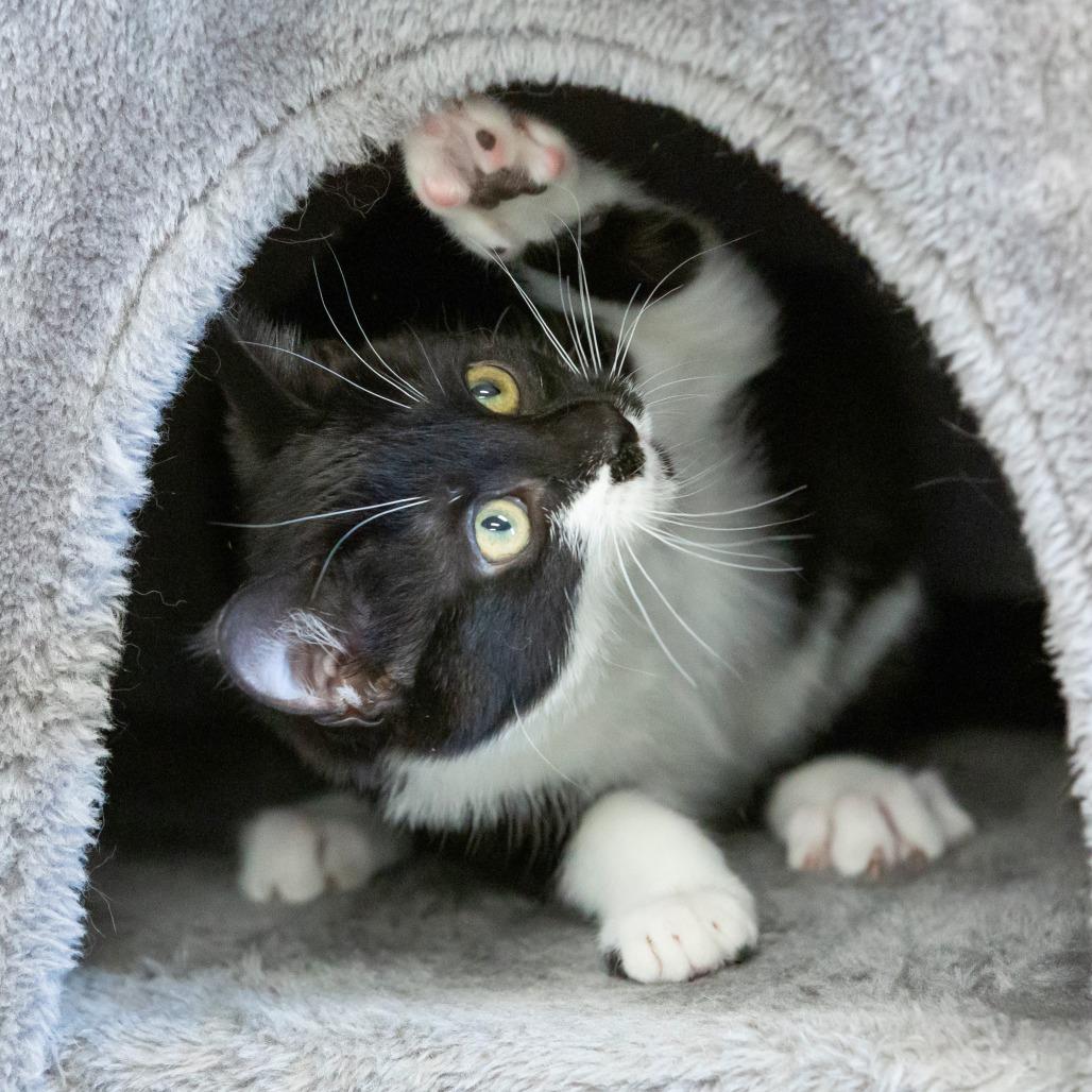 Kitana, a Adoptable Domestic Short Hair in Cartersville, GA image 2/2