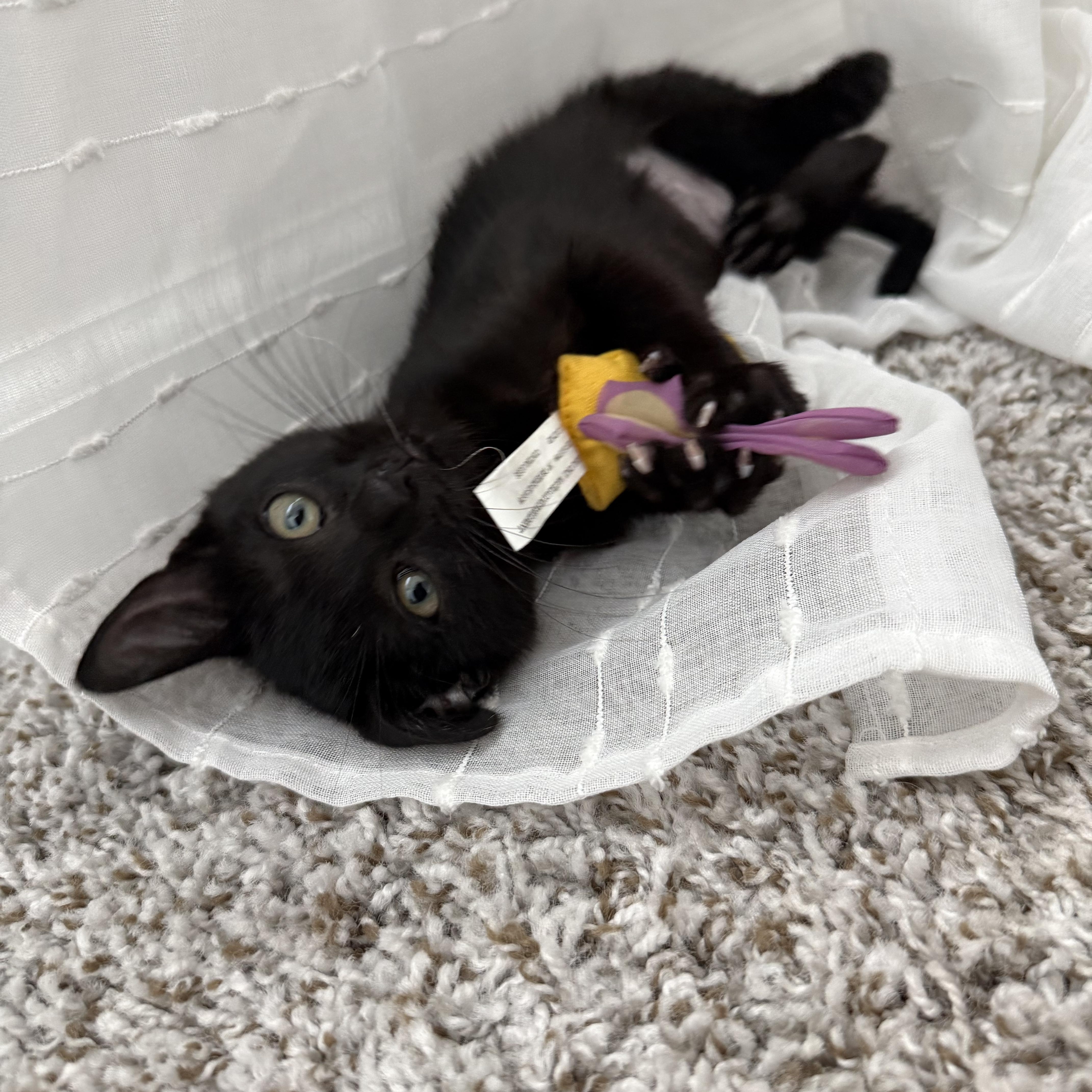 Enlarge Tempest, a ADOPTABLE Domestic Short Hair in Woodstock, GA image 4/4