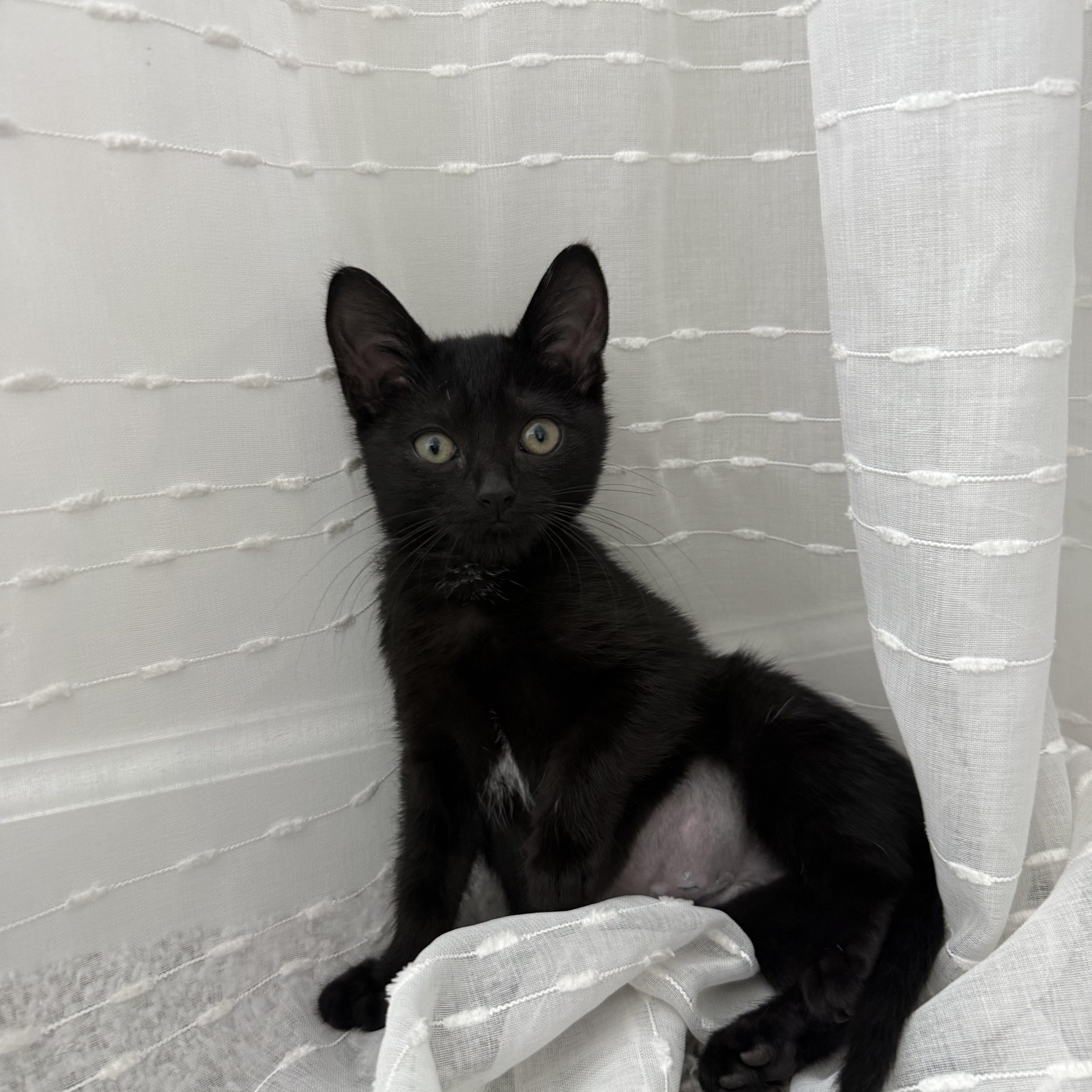 Enlarge Tempest, a ADOPTABLE Domestic Short Hair in Woodstock, GA image 2/4