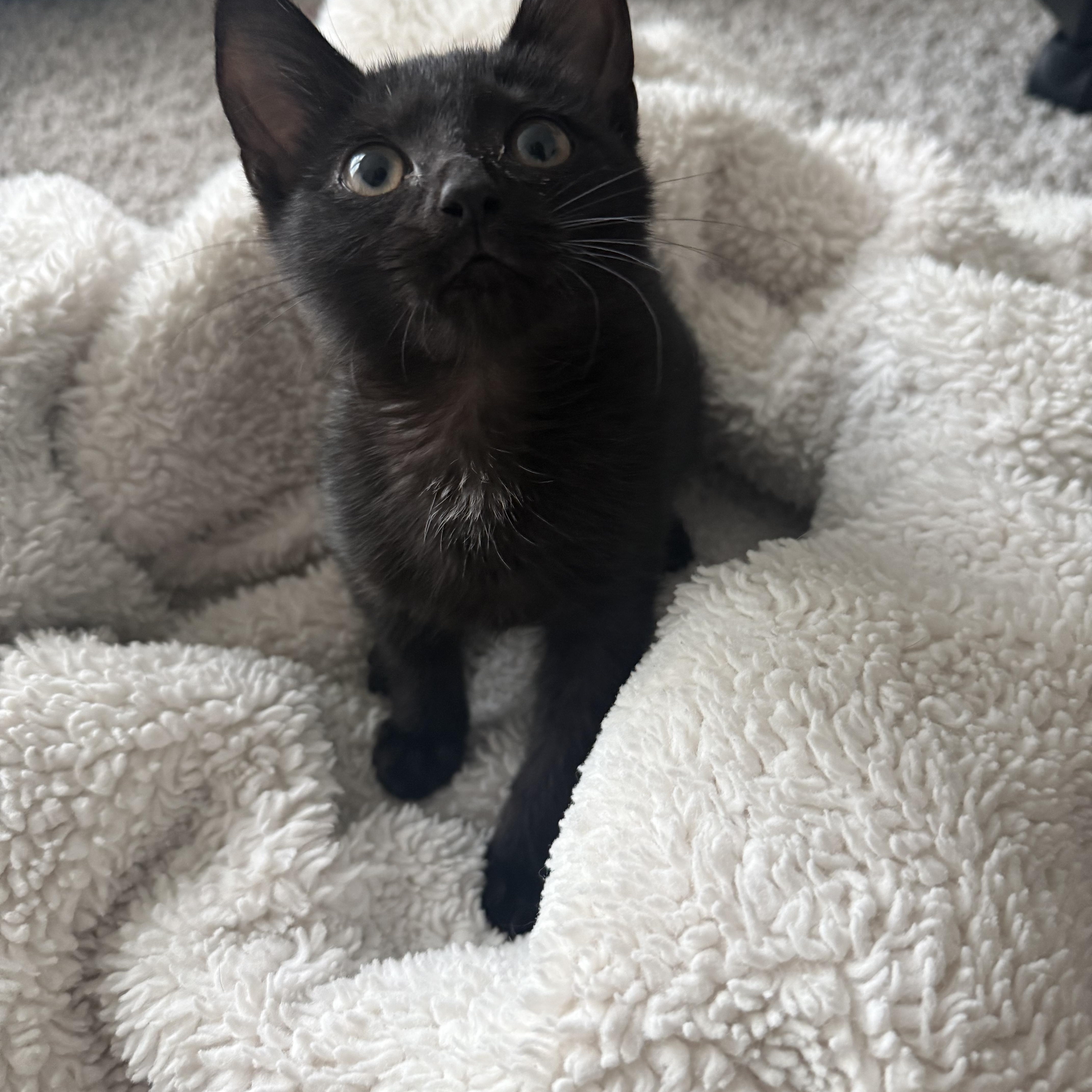 Tempest, ADOPTABLE, Young Female Domestic Short Hair.